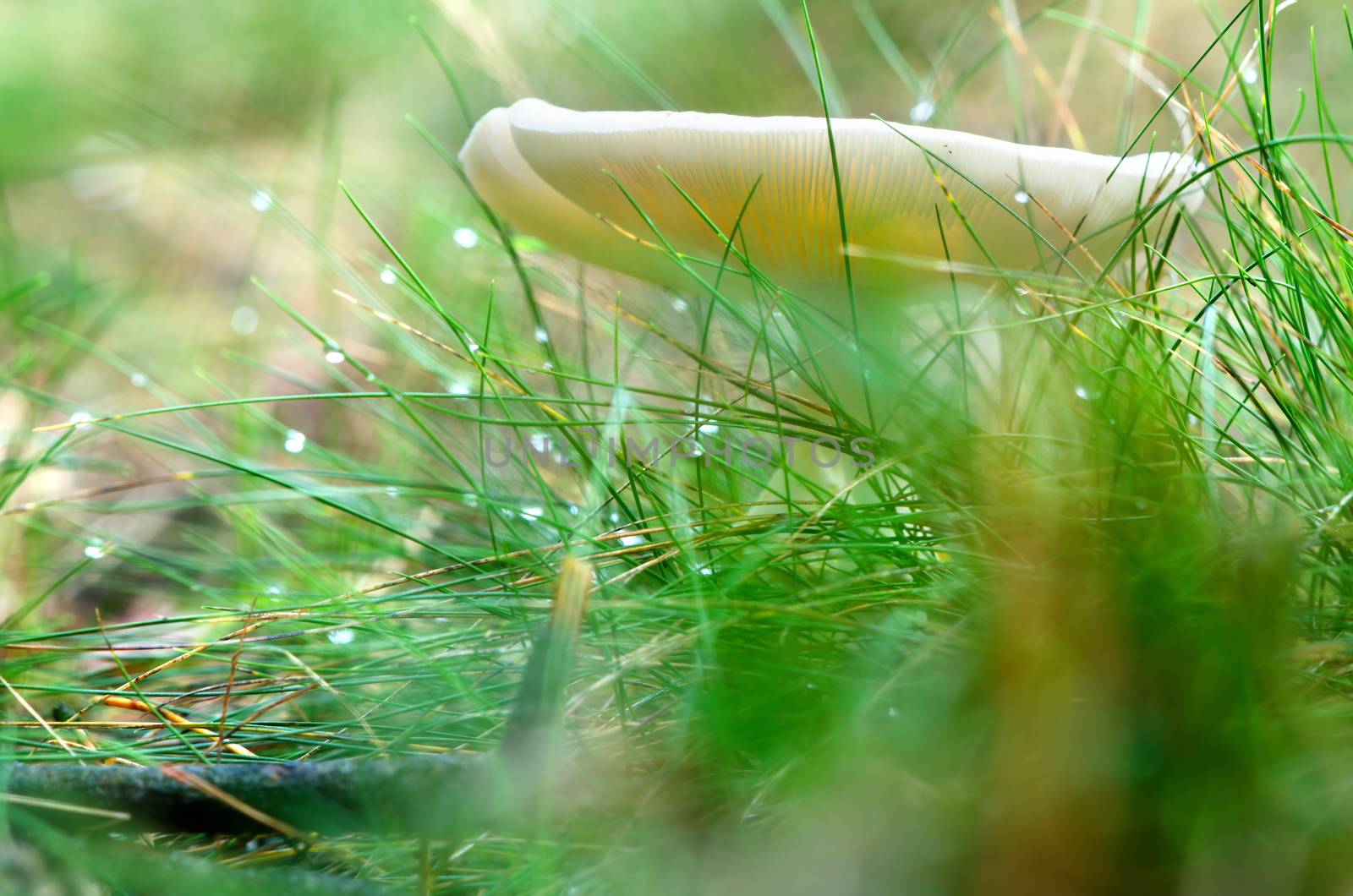 White mushroom among grass, in the morning with dew.