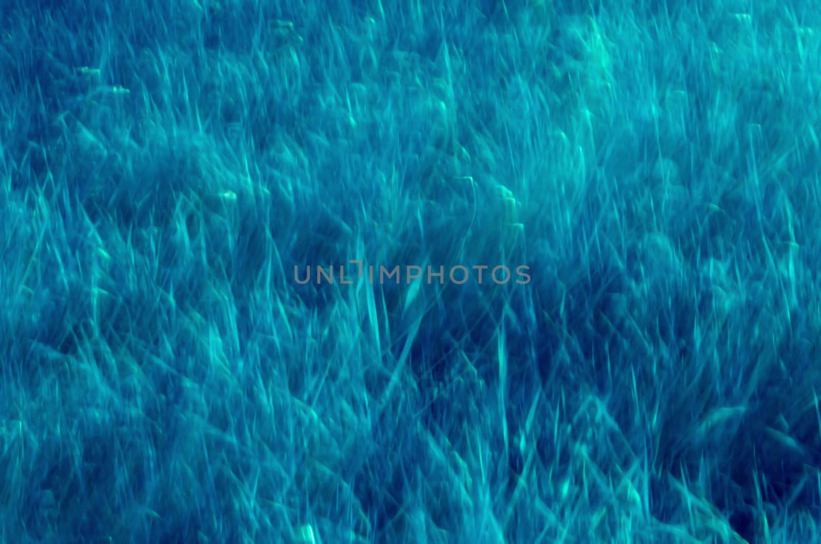 Abstract blue blur grass background, nature pattern. 