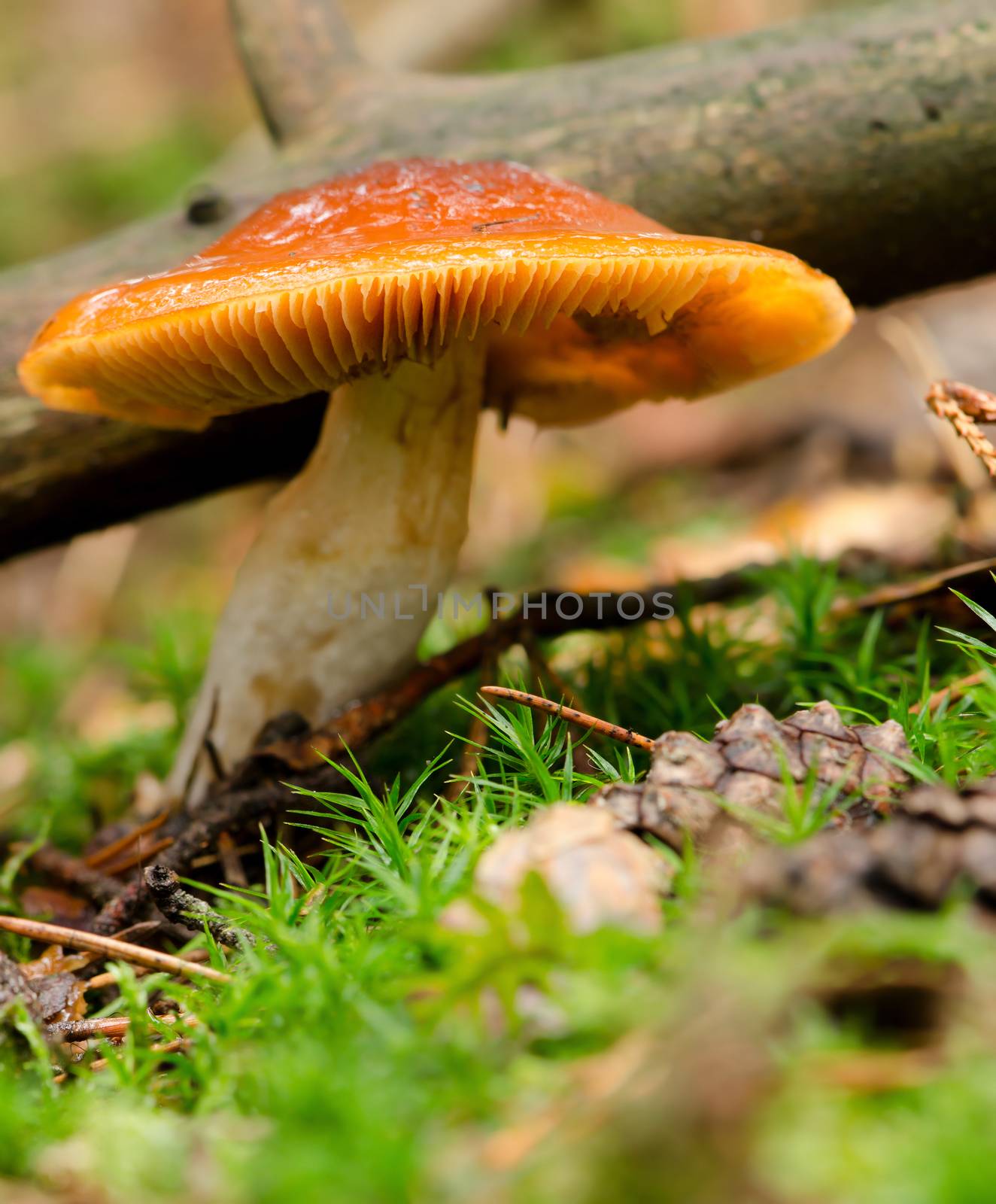 Mushroom with moss and branch in the forest.