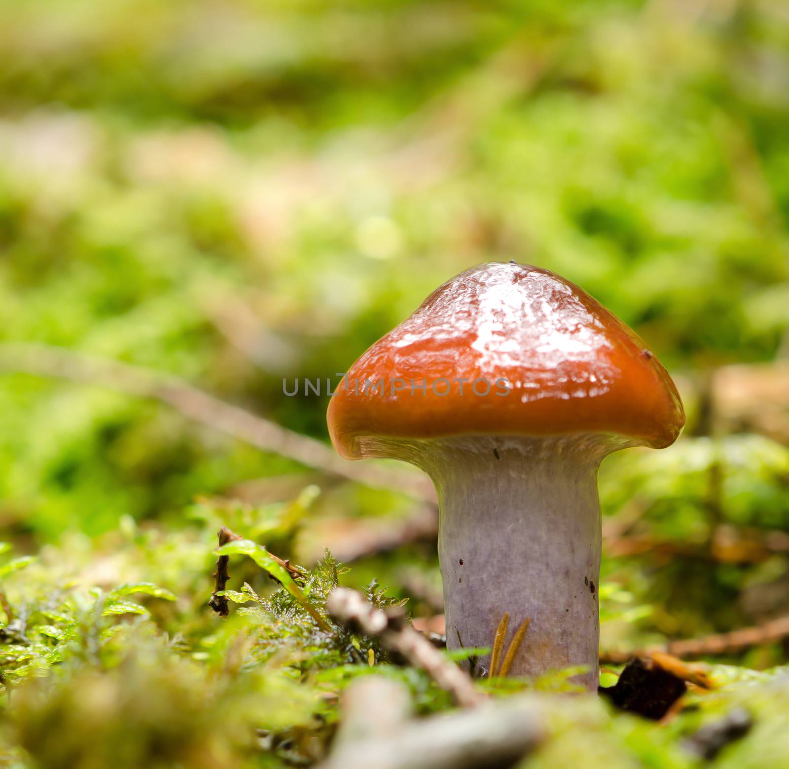 Mushroom by richpav