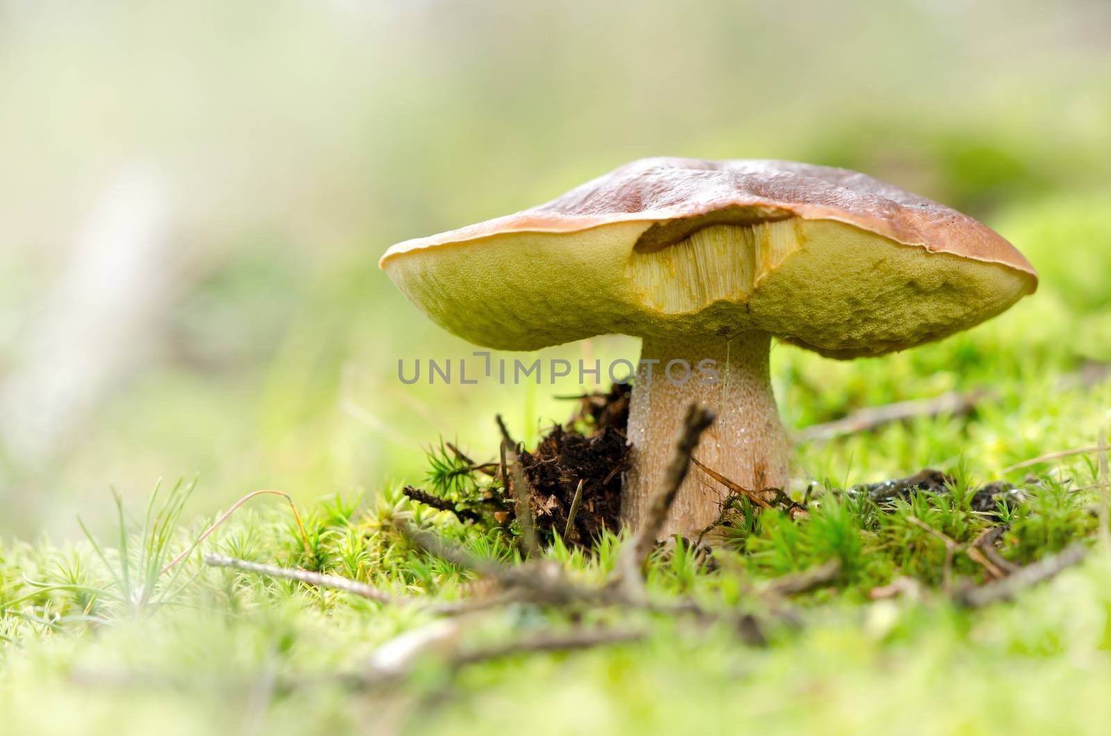 Boletus and cone on moss surface in forest.