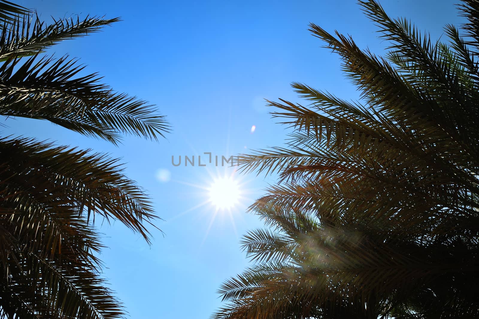 palm trees on blue sky background in Dubai