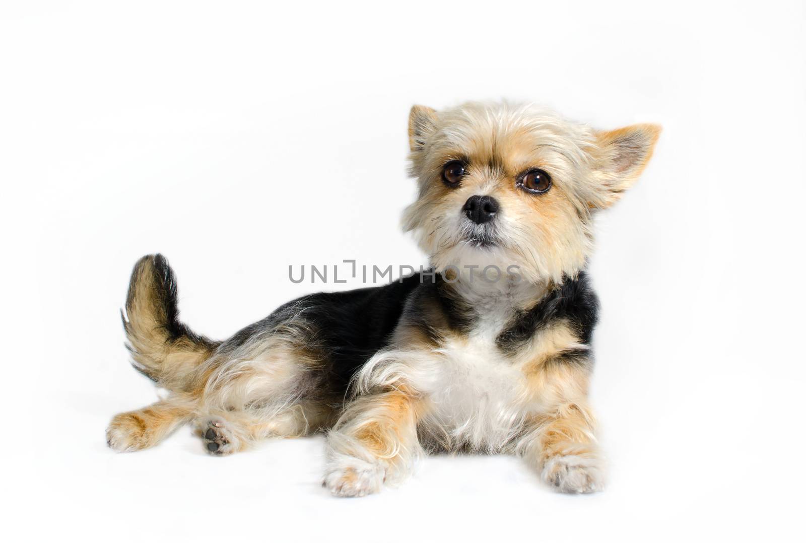 Lying yorkshire terier puppy isolated on white background. 