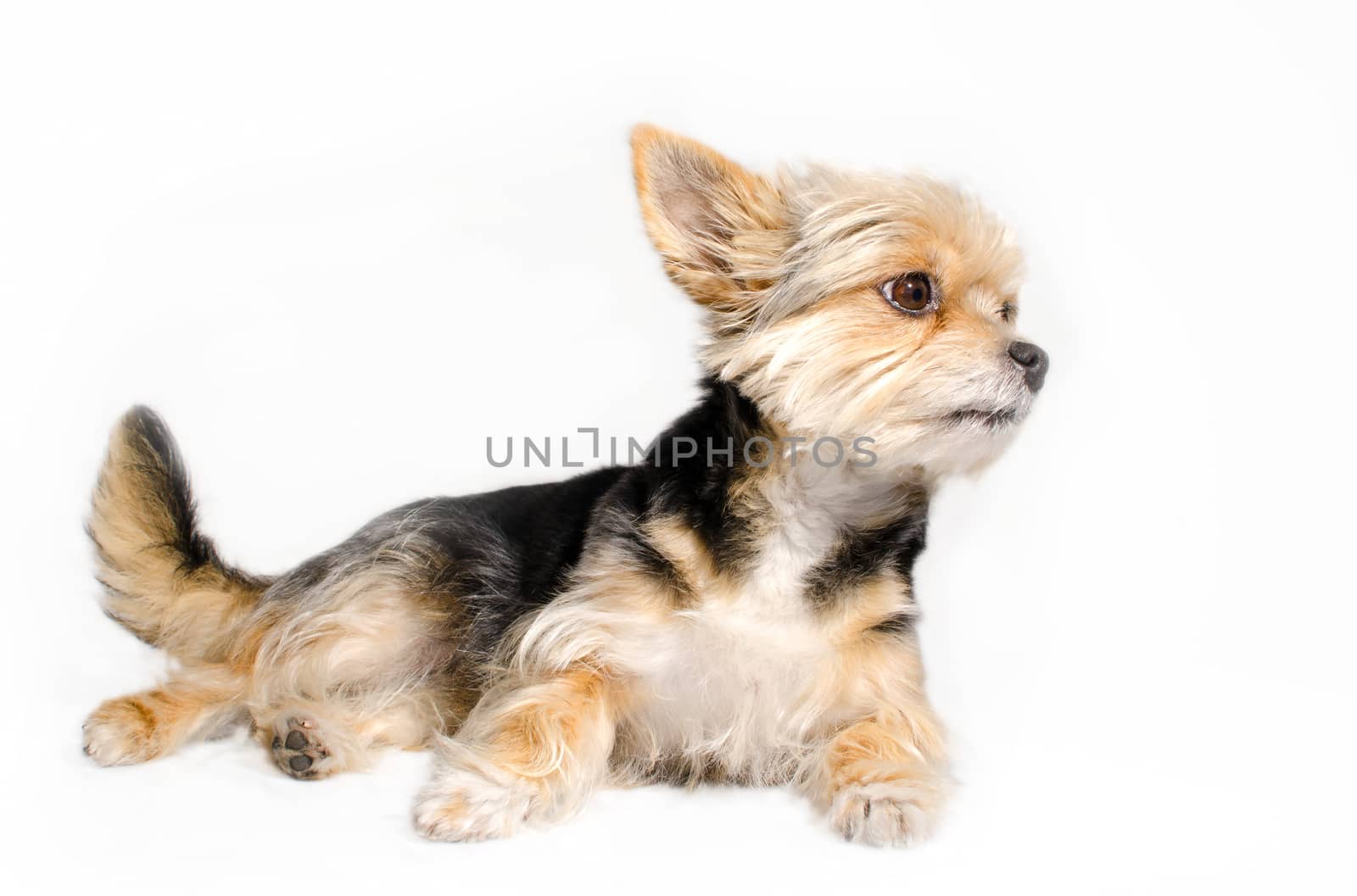 Lying yorkshire terier puppy isolated on white background. 