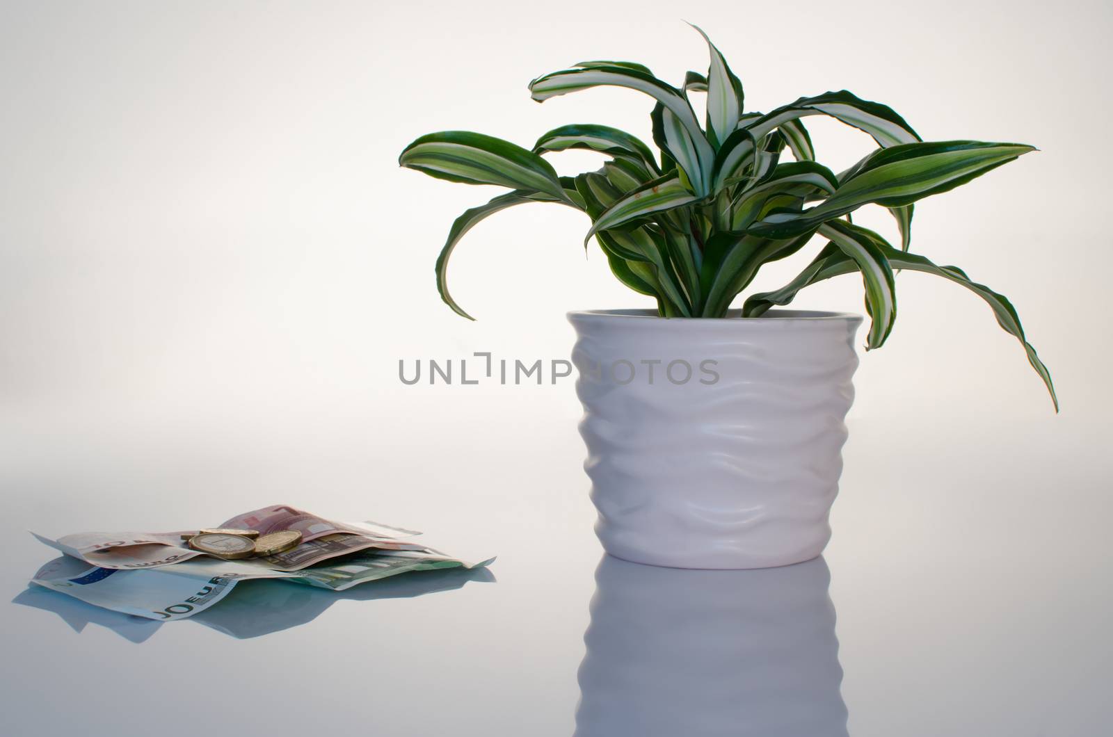 Nice home plant in the pot and money as business concept. 