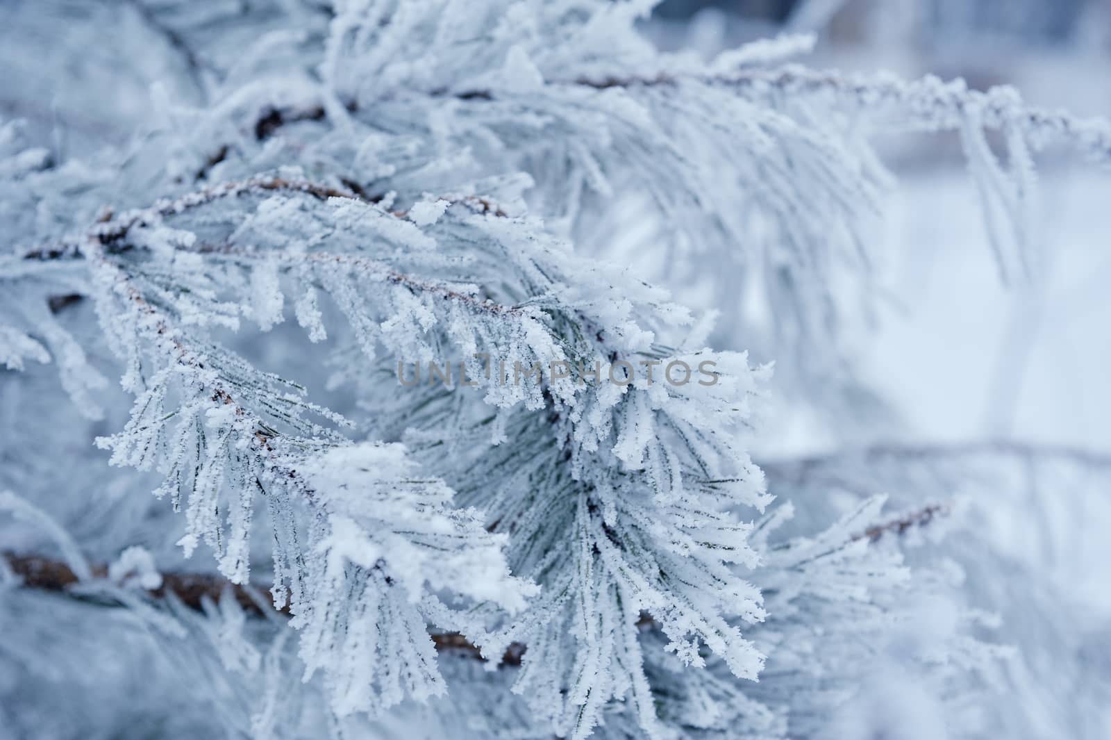 trees covered with white snow in winter day.