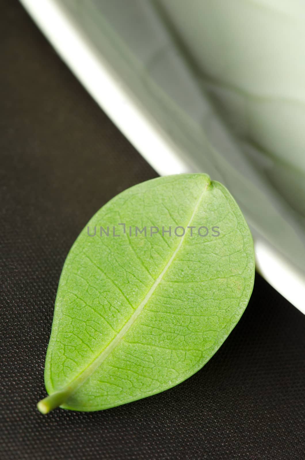 Small leaf by richpav