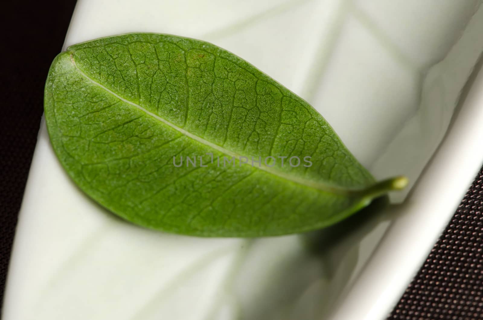 Small green leaf on brown background and green pot.