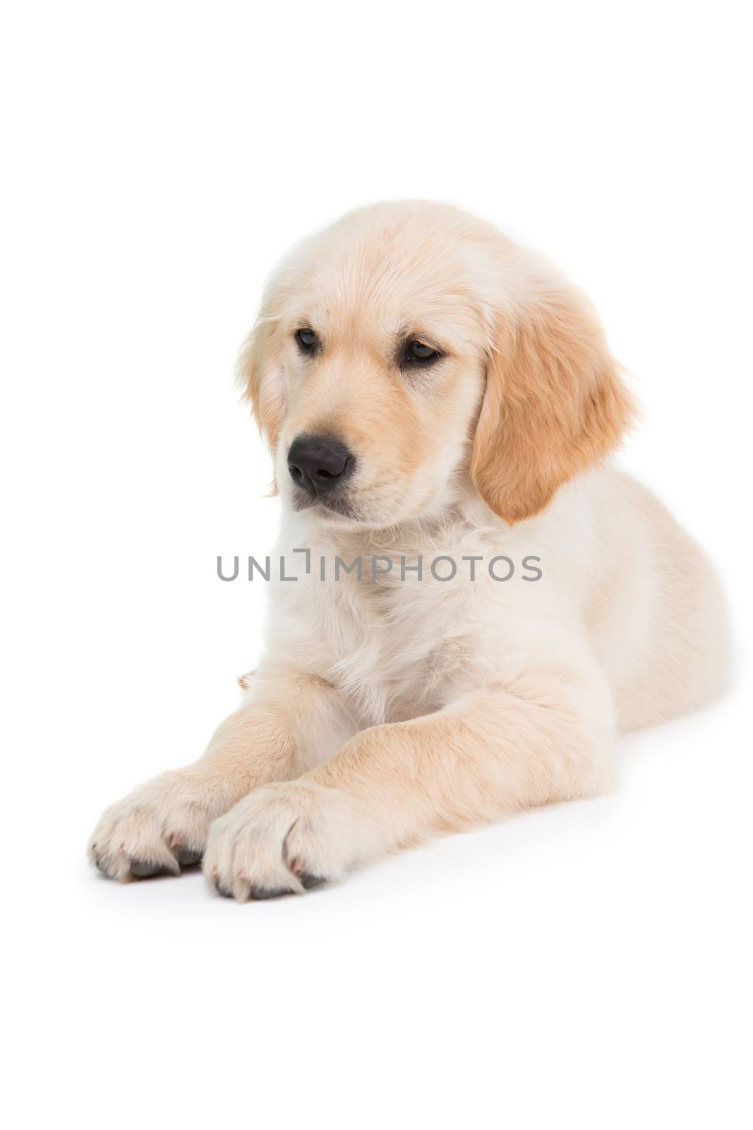 Lying dog looking ahead on white background