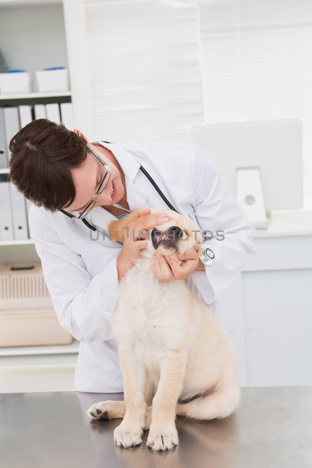 Veterinarian examining teeth of a cute dog by Wavebreakmedia