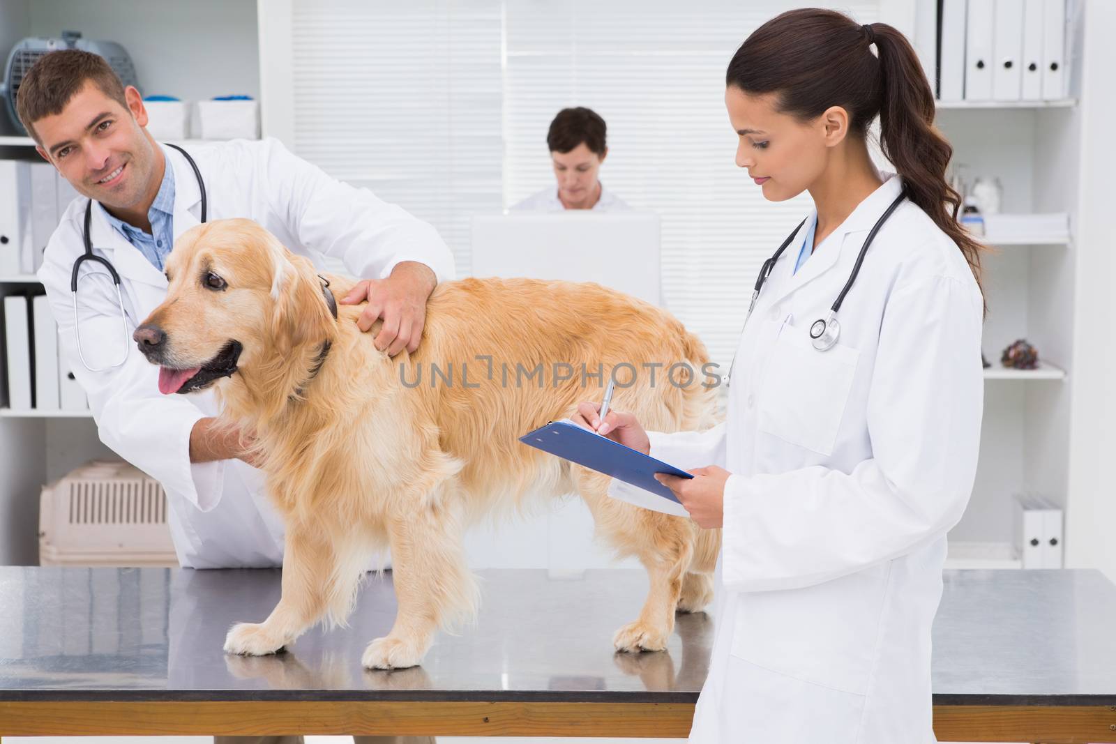 Veterinarian coworker examining a dog in medical office 