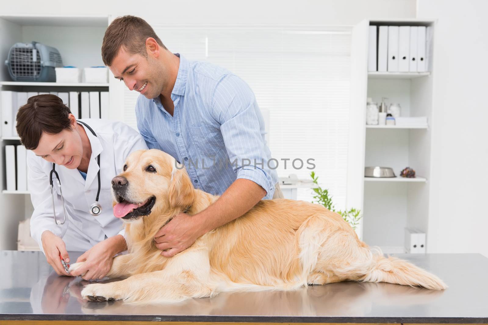 Vet using nail clipper on a dog with its owner in medical office 
