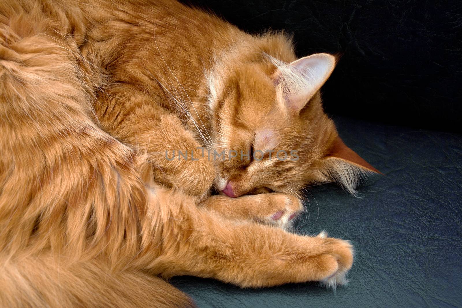 Sleeping red cat by Krakatuk