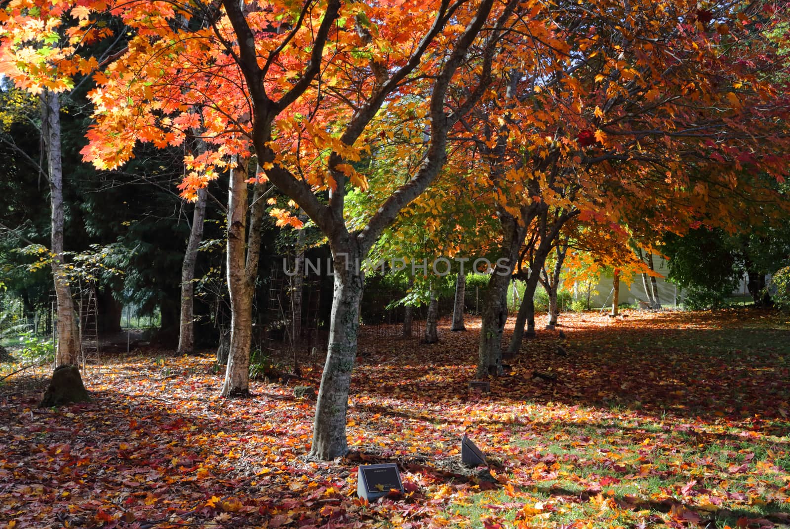 Memorial plaques under deciduous trees in Autumn