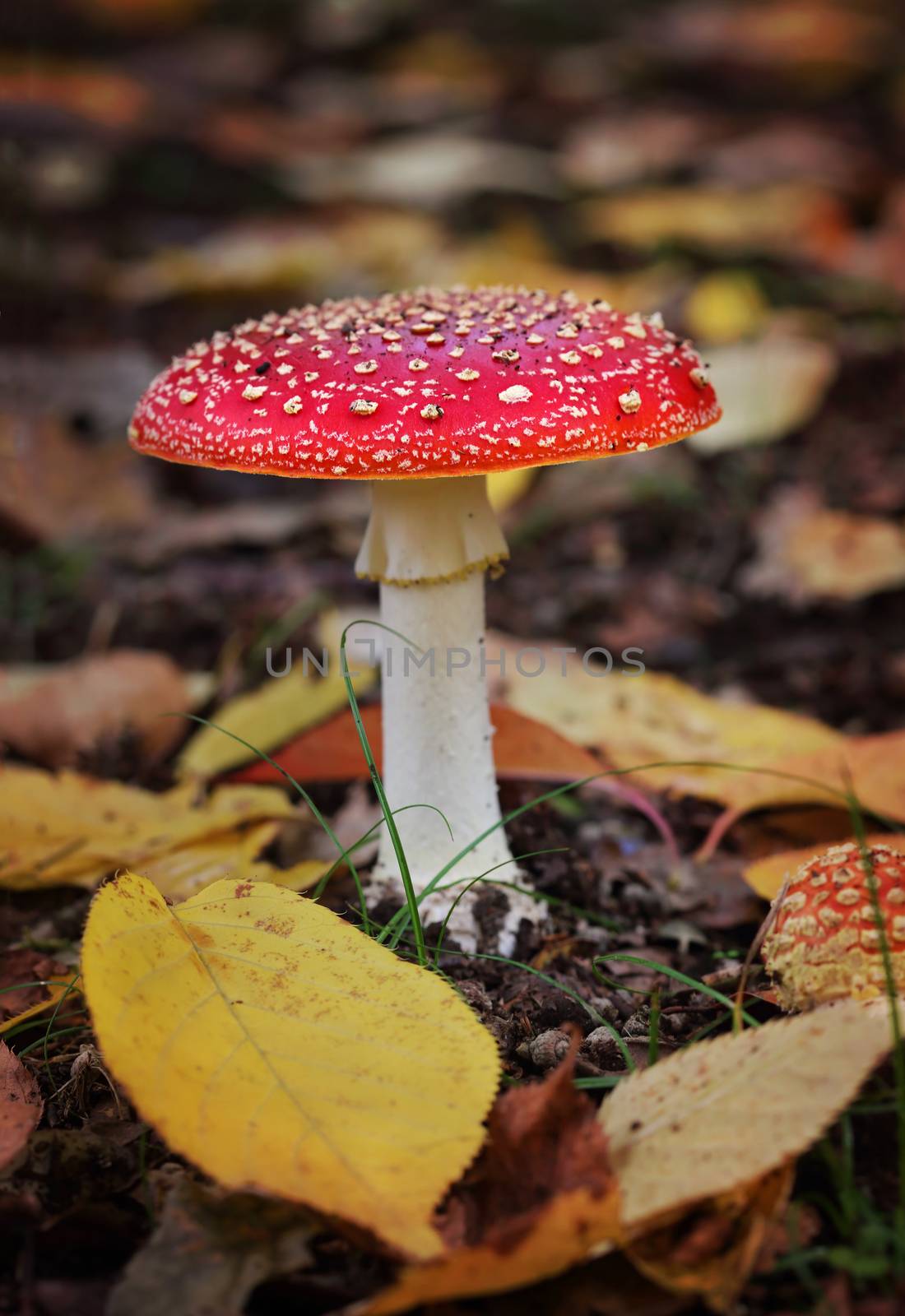 Amanita muscaria or Fly Agaric  toadstool by lovleah