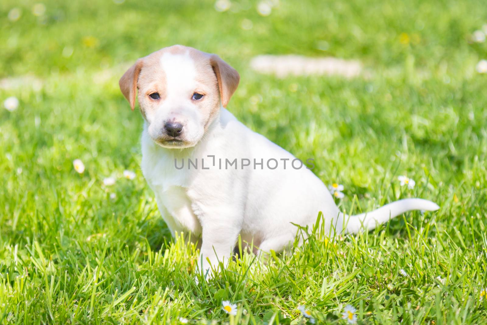 Mixed-breed cute little puppy outdoors on a meadow on a sunny spring day.