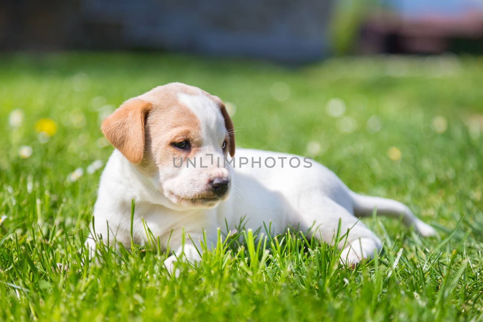Mixed-breed cute little puppy outdoors on a meadow on a sunny spring day.