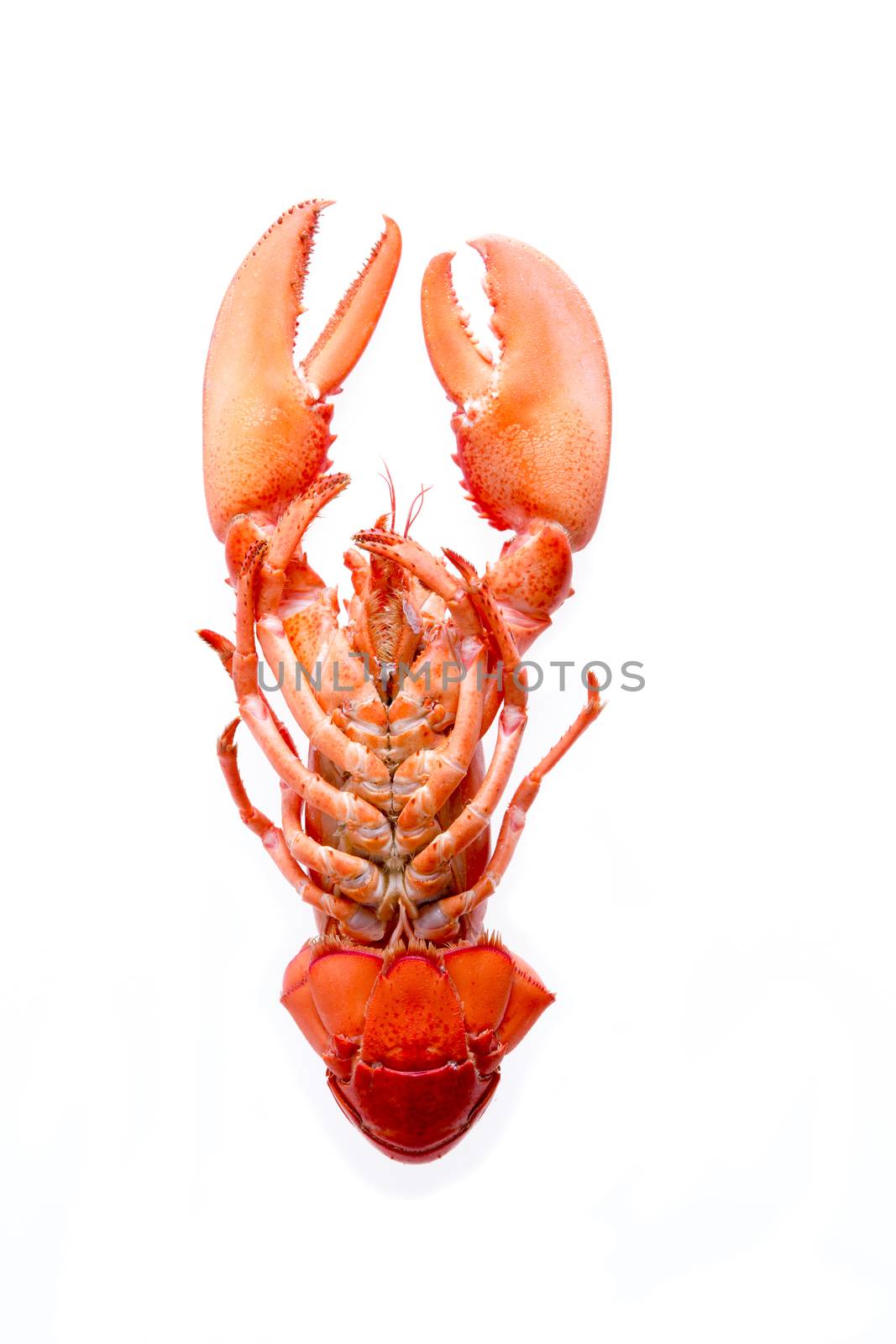 Close up Fresh Appetizing Red Lobster with Cooked Bottom Isolated on a White Background