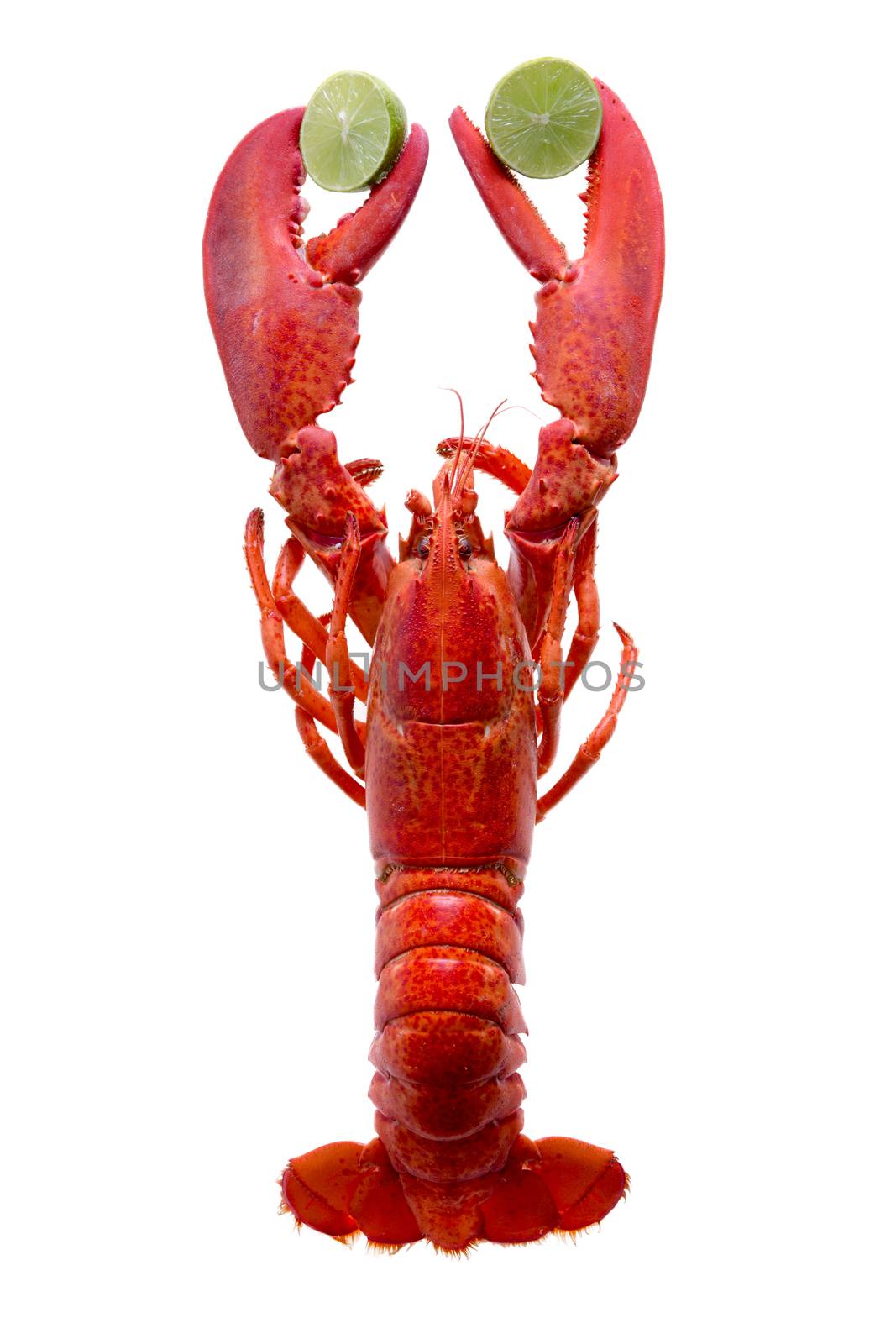 Close up One Cooked Red Lobster Clipping Lime Slices, Isolated on White Background.