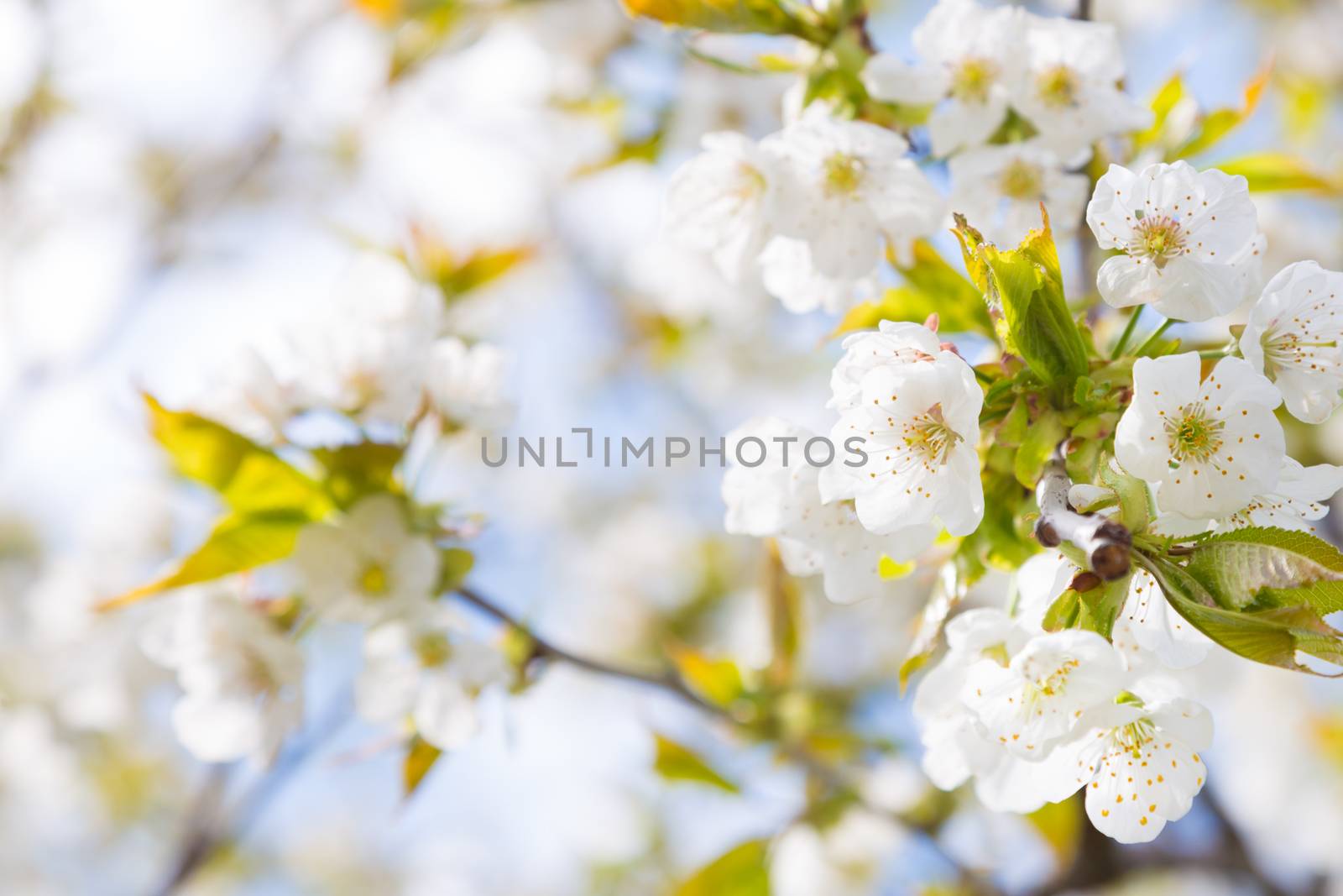 Close up of the blooming branch of the fruit tree.