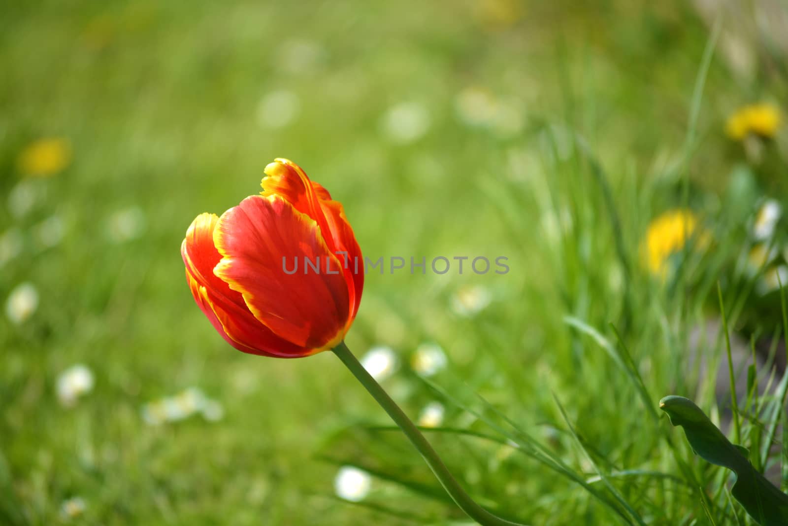 a flower of the red tulip / the red tulip with green background / the tulip
