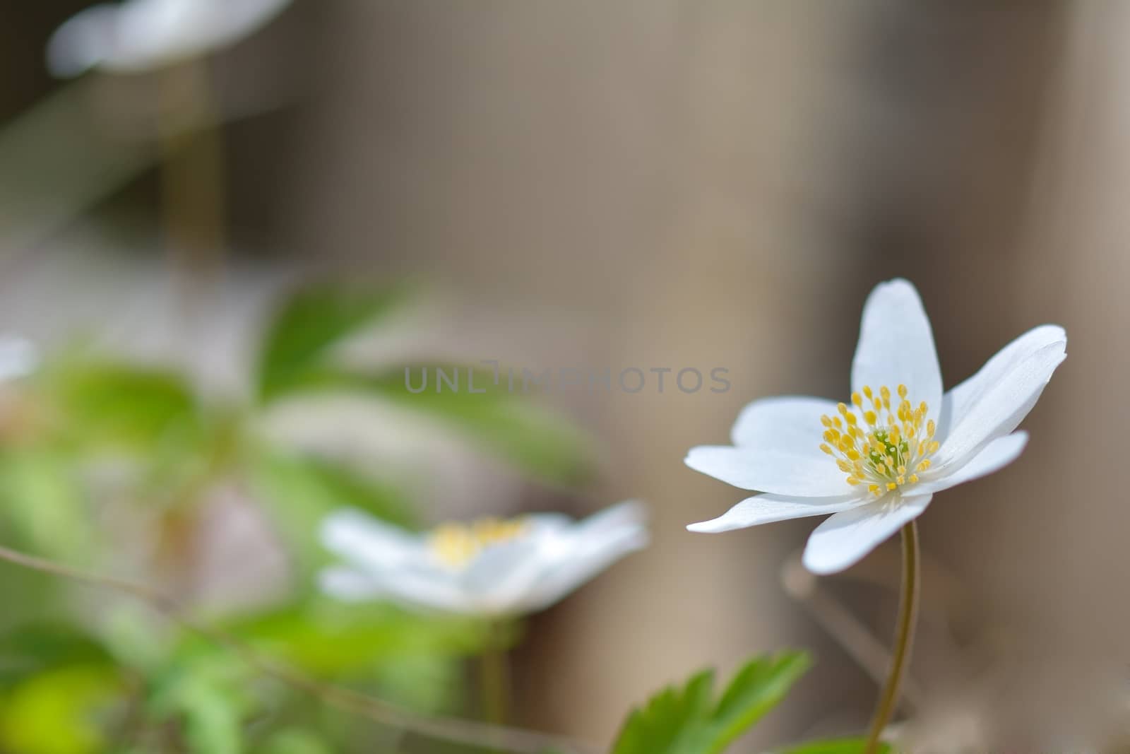 Anemone nemorosa is an early-spring flowering plant in the genus Anemone. Macro photo