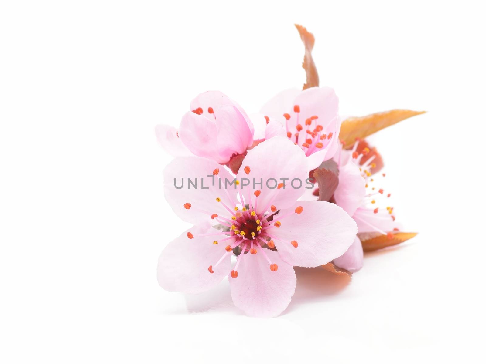 Cherry blossom, sakura flowers isolated on white background