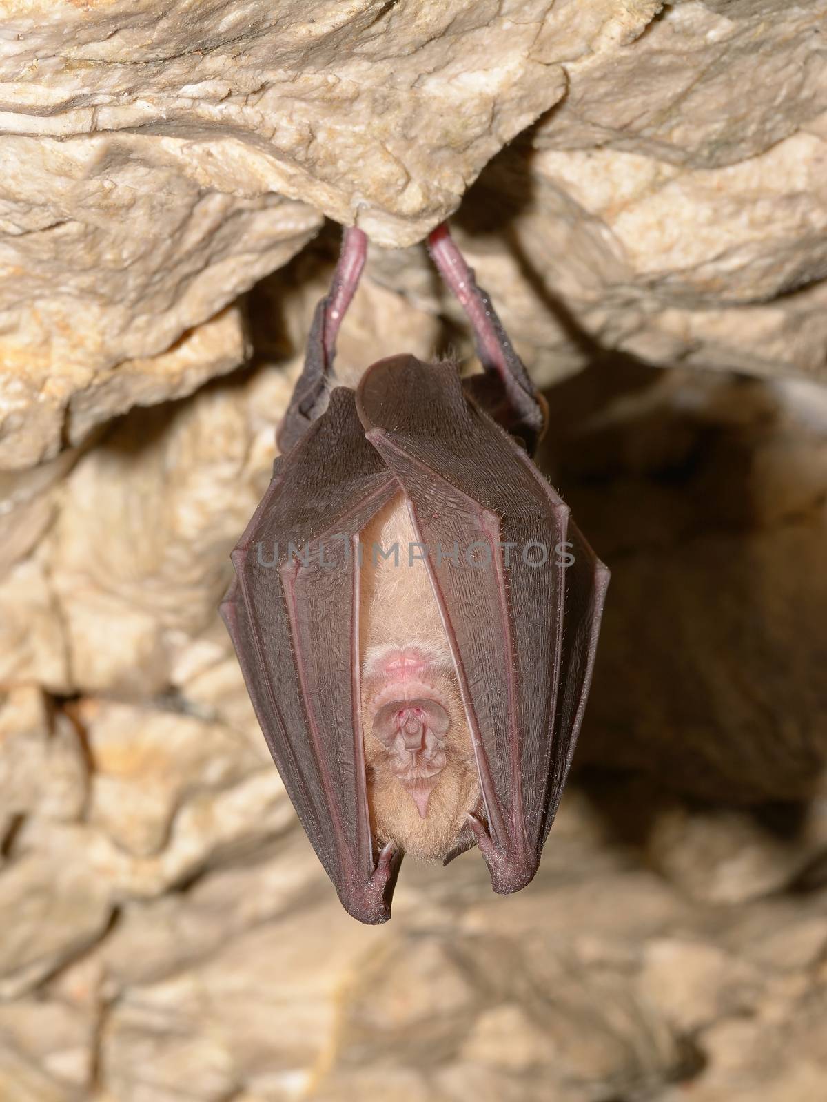 Greater horseshoe bat by comet