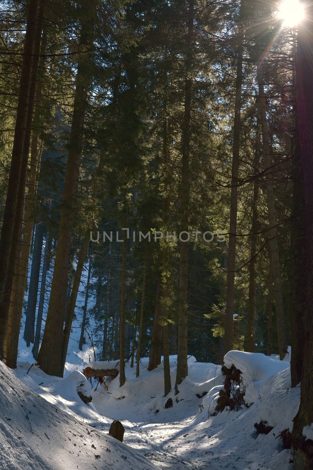 Beautiful winter landscape with the forest and a road