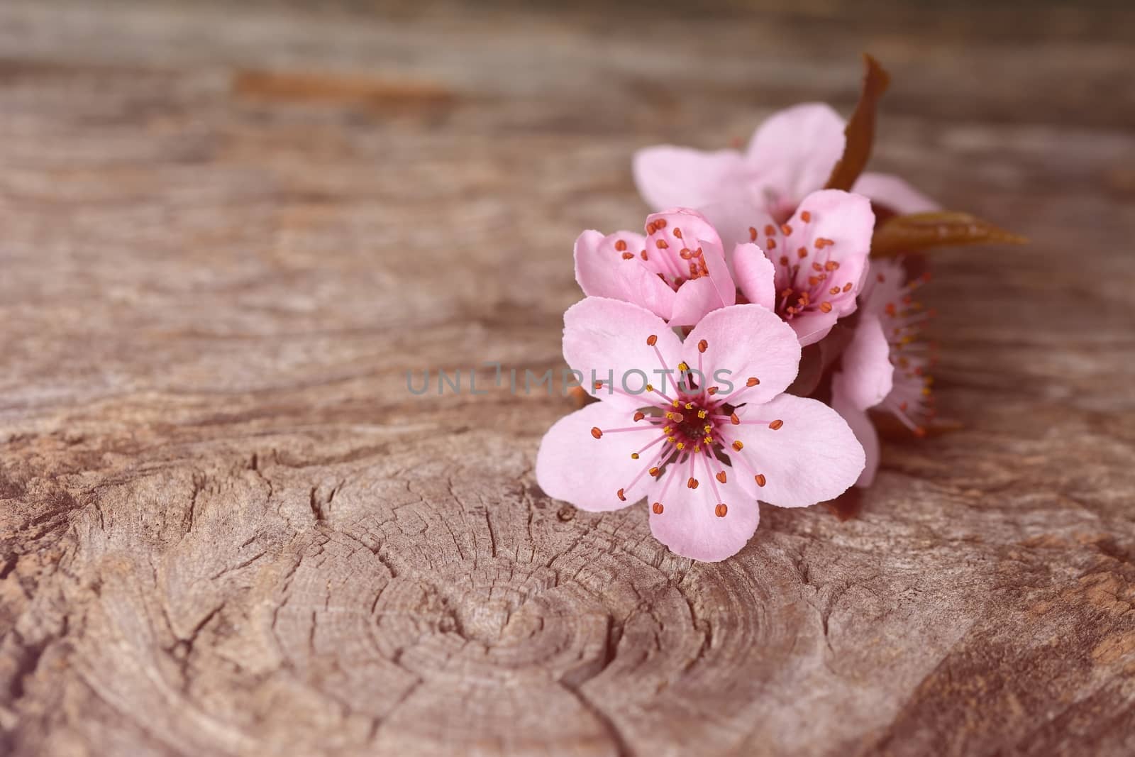 Spring blossom on rustic wooden plank by comet