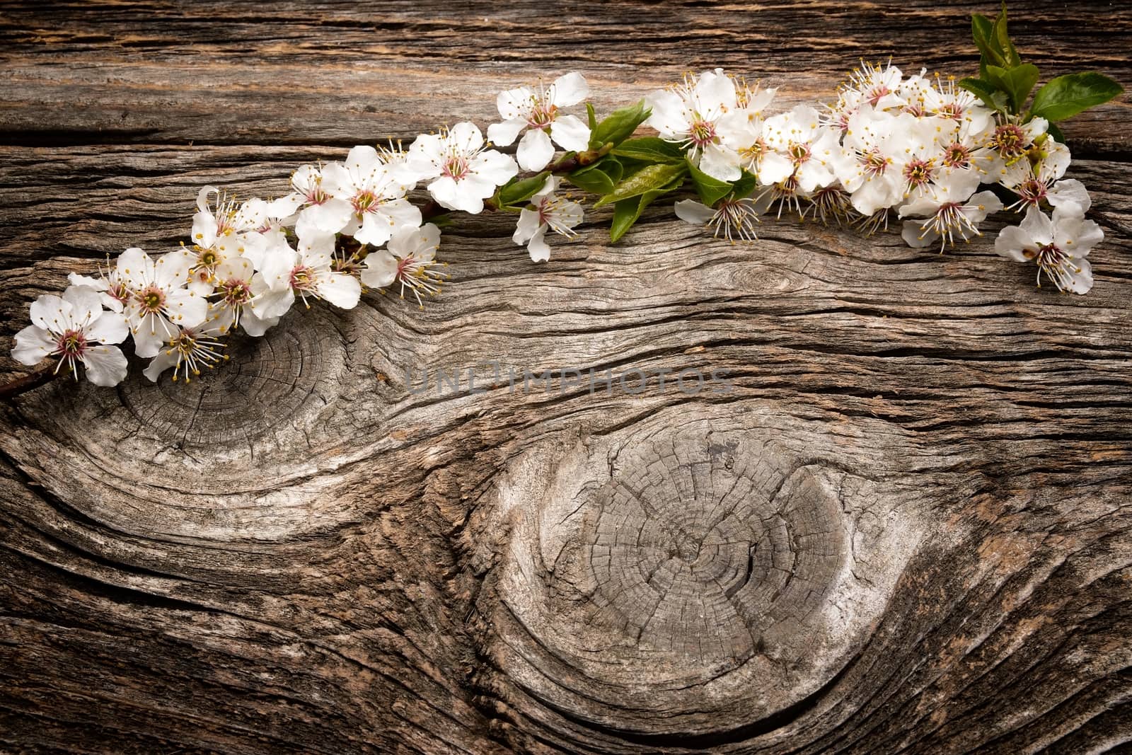 flowers on wooden background