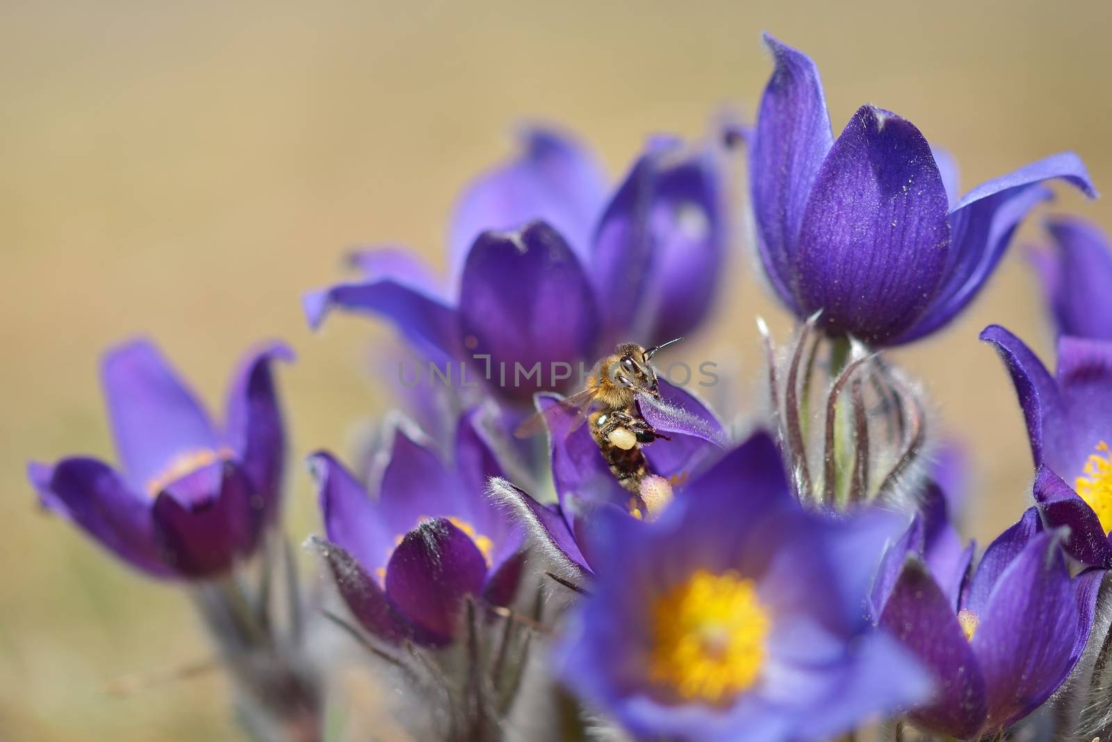 Pulsatilla; Shallow depth of field