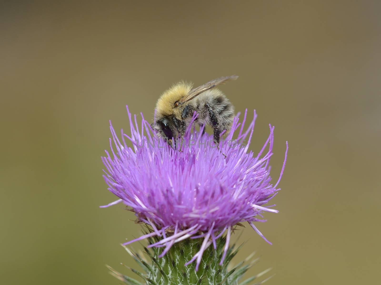 bumblebee on thistle flower by comet