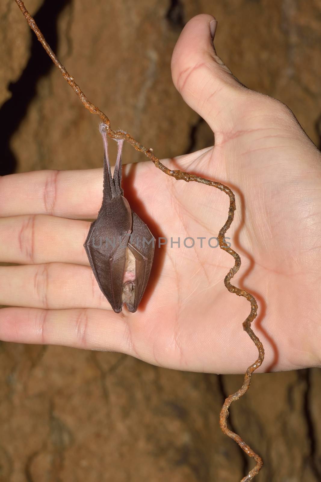 Lesser Horseshoe Bat (Rhinolophus hipposideros) hibernation