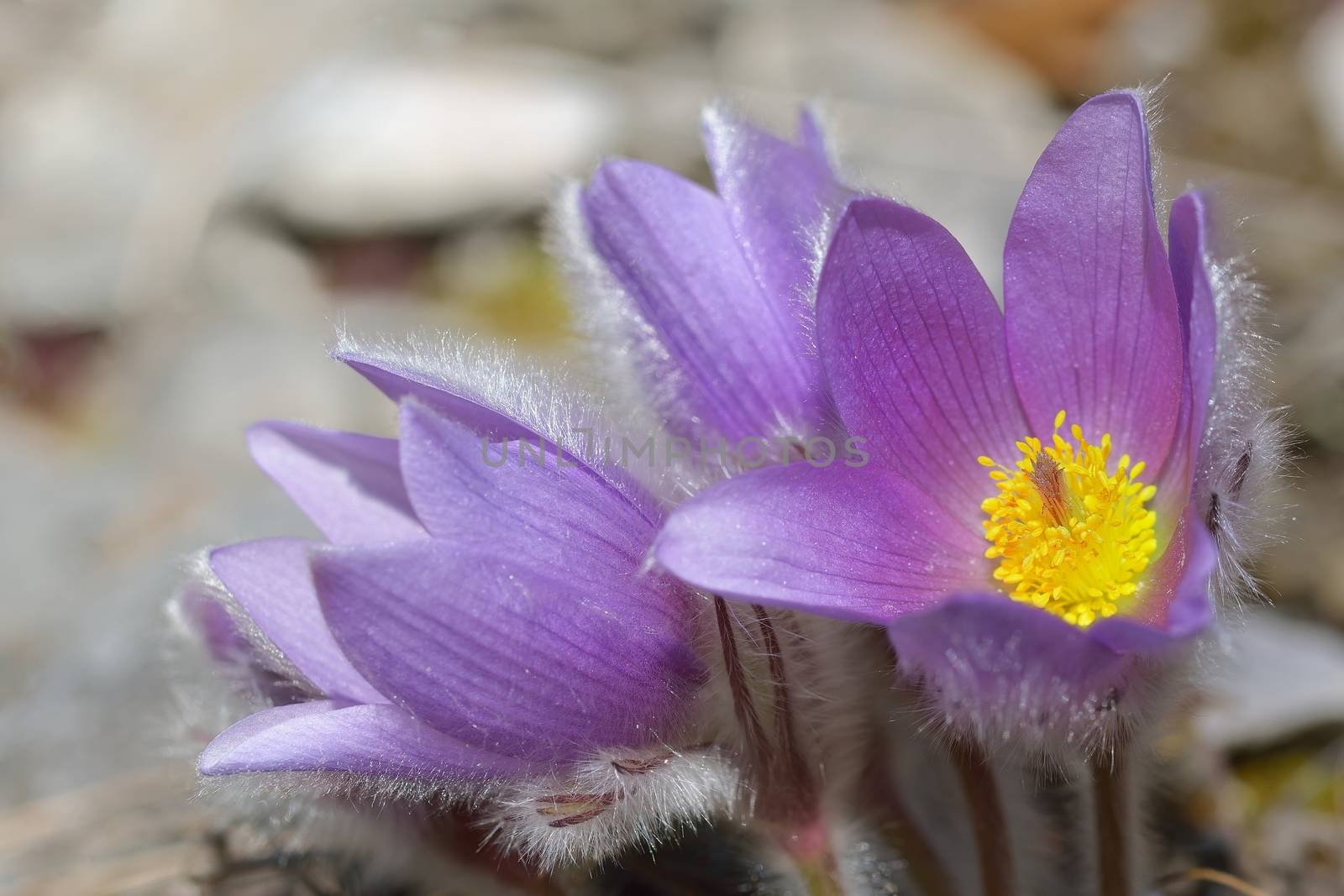 Wild Spring Flowers Pulsatilla Patens