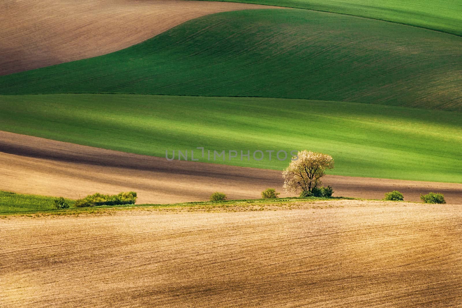 Lines and waves with tree in the spring, South Moravia, Czech Republic