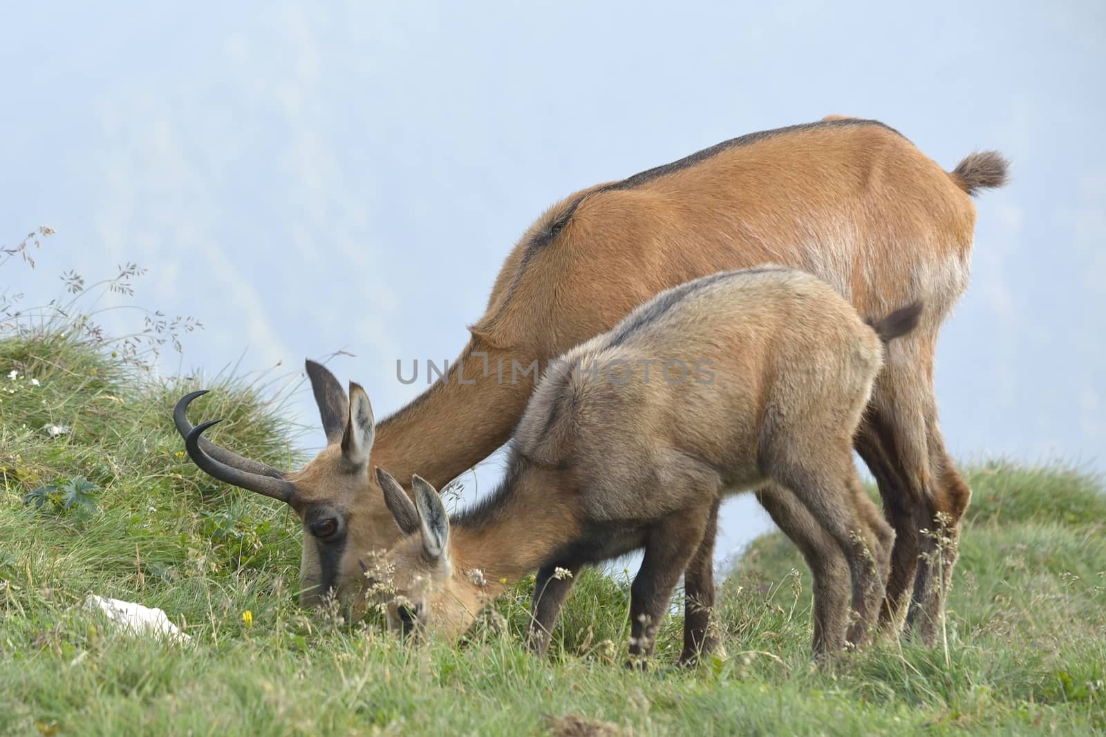 Chamois female with her cub feeding by comet