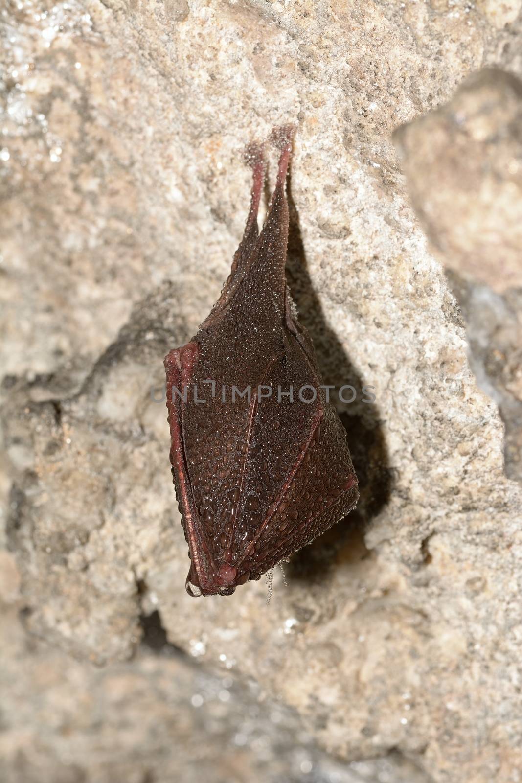 Lesser Horseshoe Bat (Rhinolophus hipposideros)