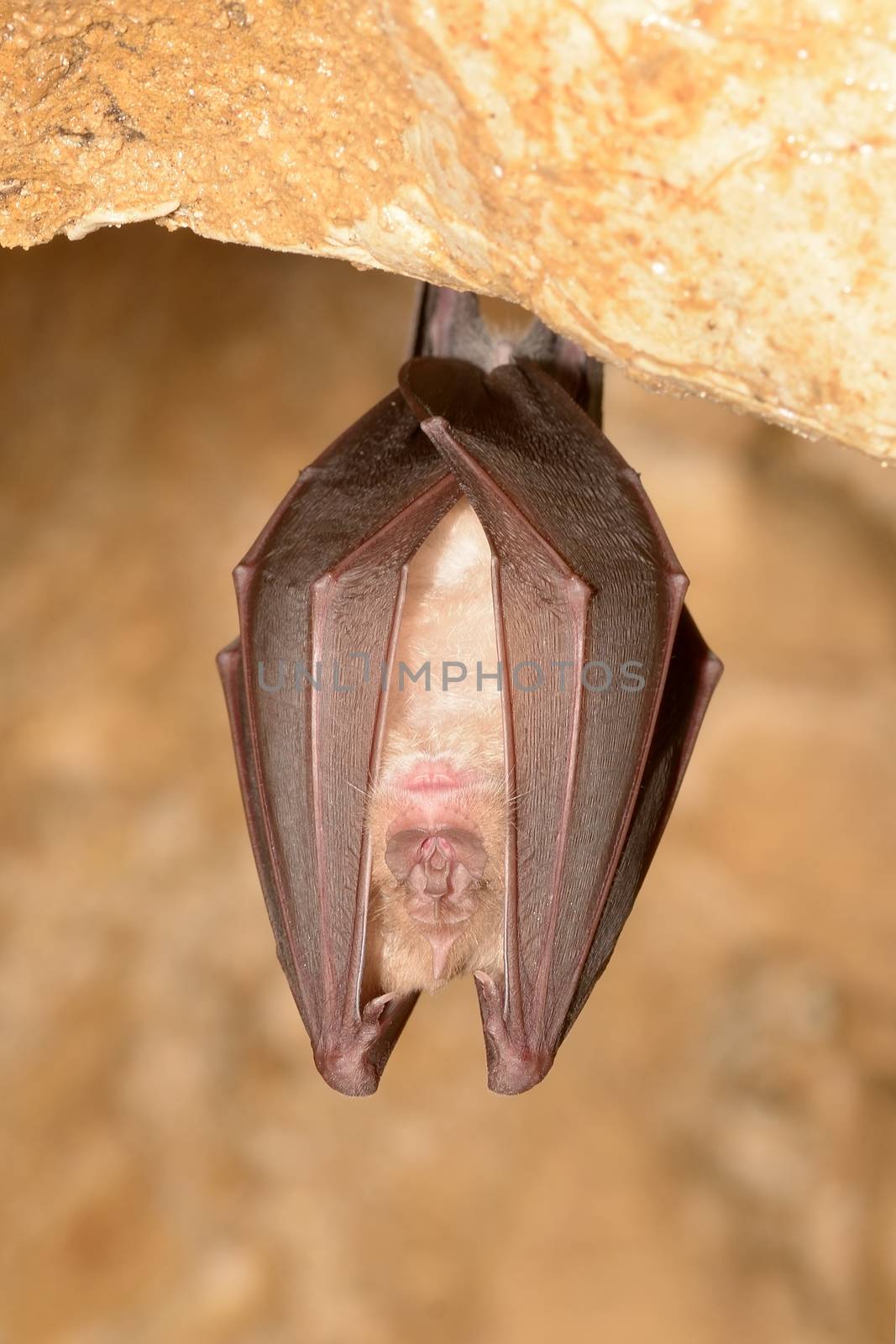 Greater horseshoe bat by comet