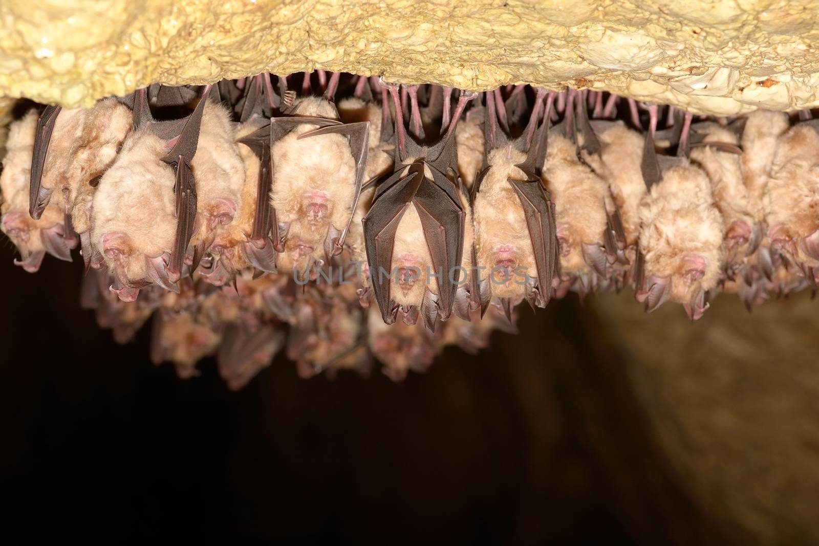 Group of Lesser horseshoe bat (Rhinolophus hipposideros) 