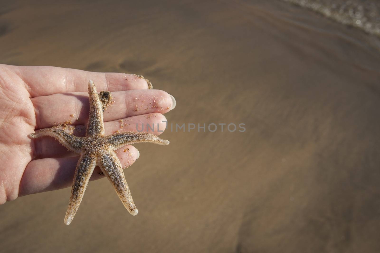 Hold holding a Starfish on a beach
