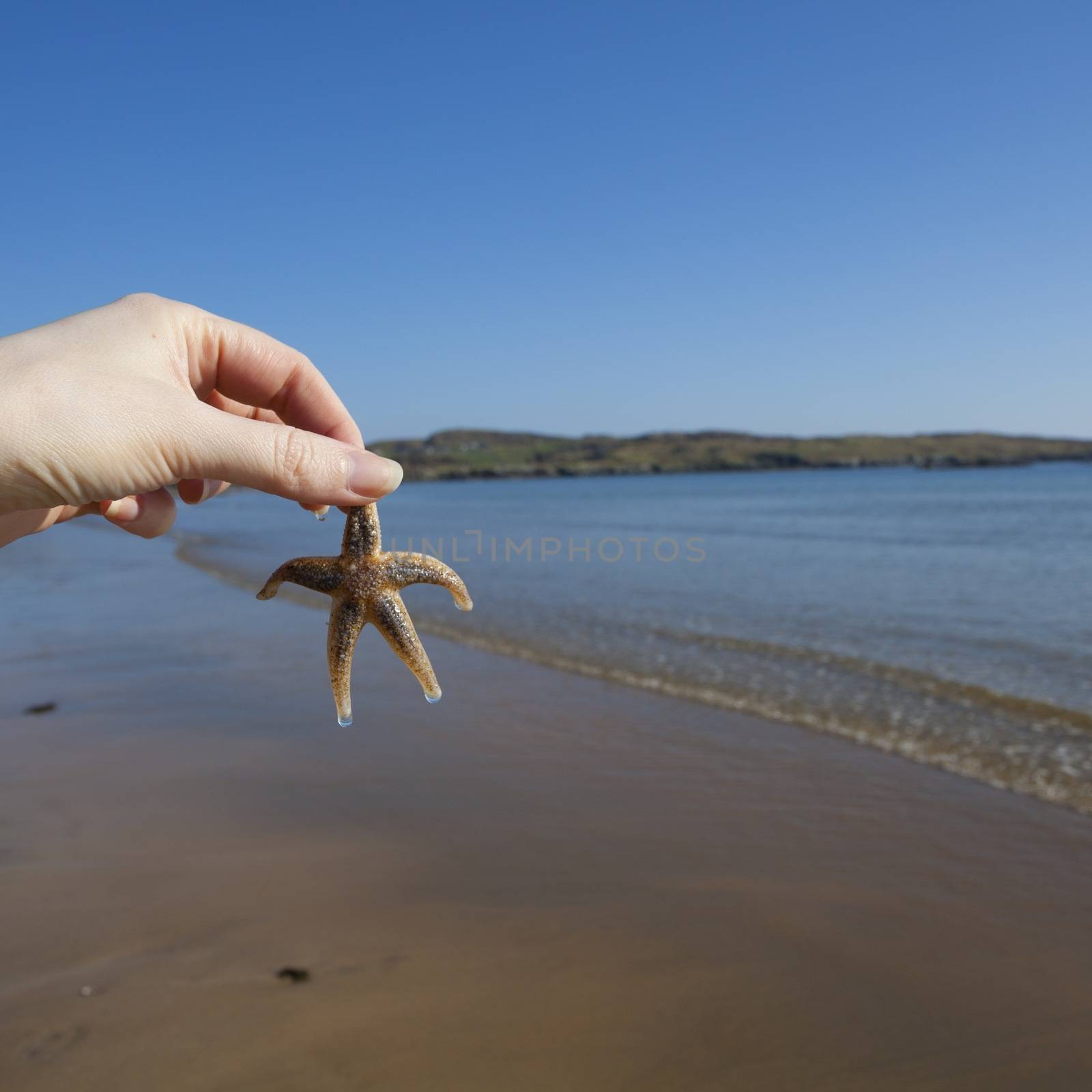 Hand holding a Starfish by MC2000