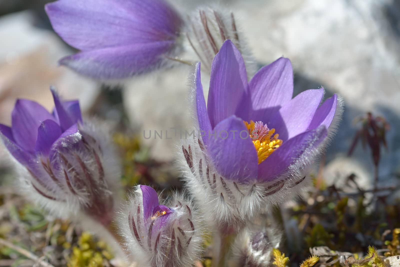 Mountain Pasqueflower by comet