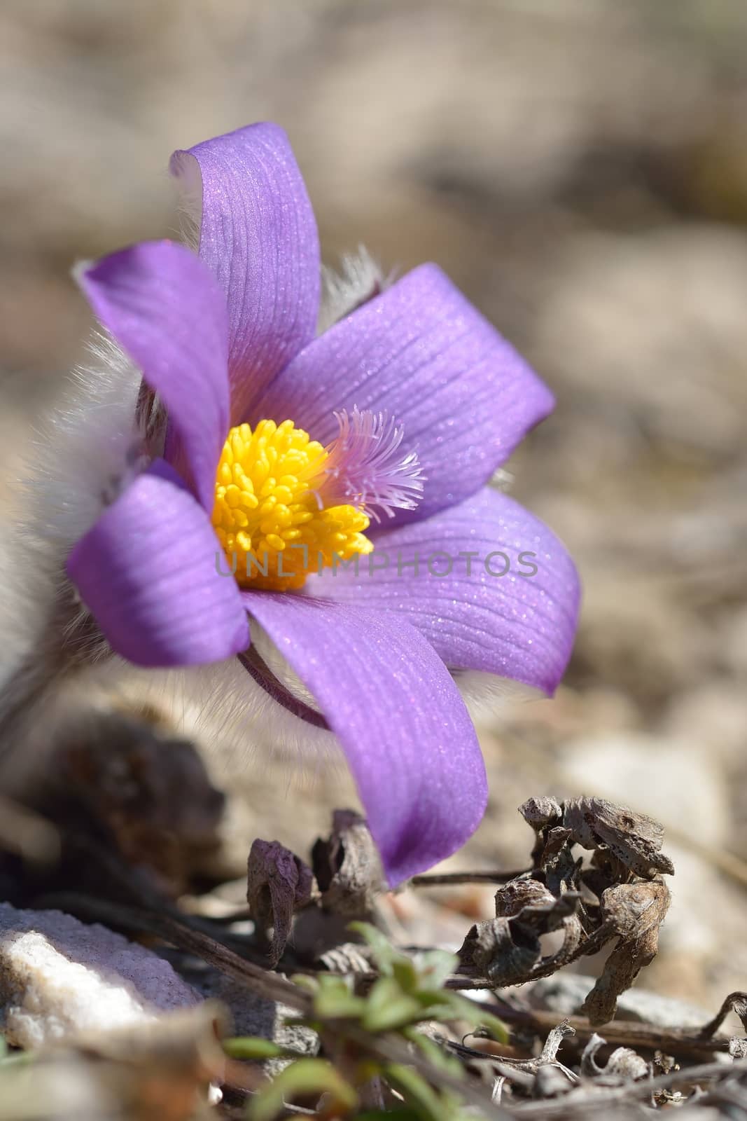 Mountain Pasqueflower by comet