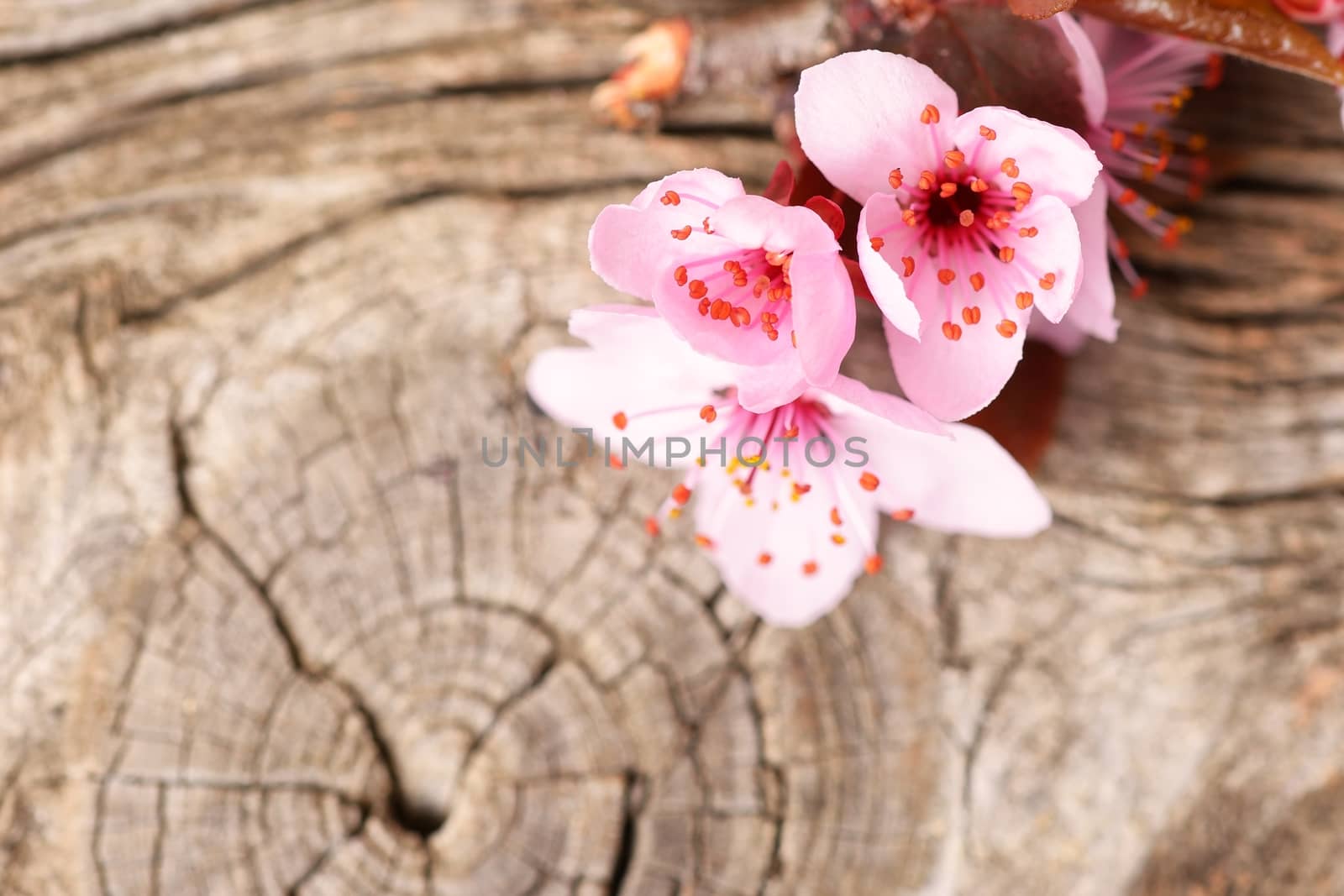 pink flowers on wooden background by comet