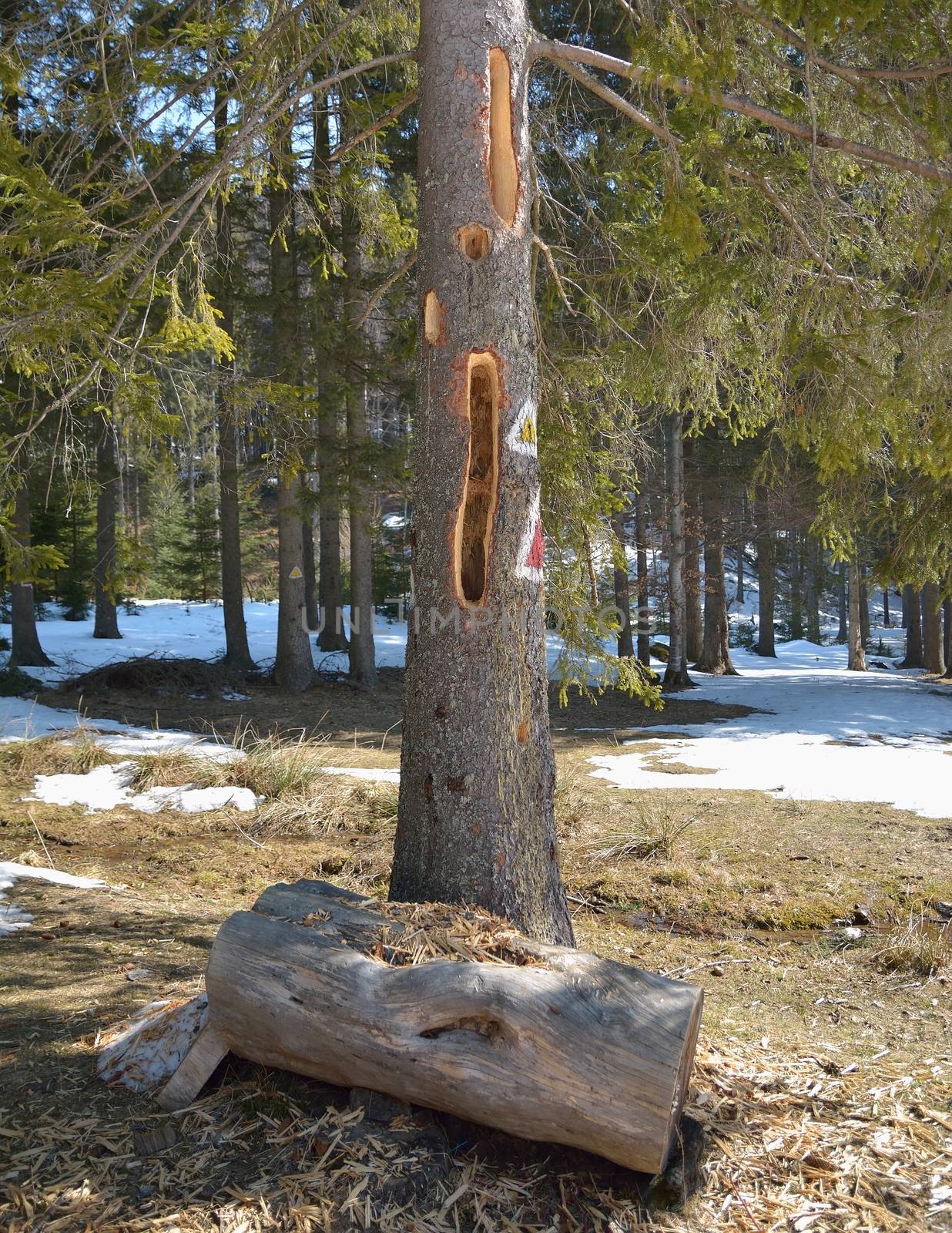 Old tree with wood pecker damage 