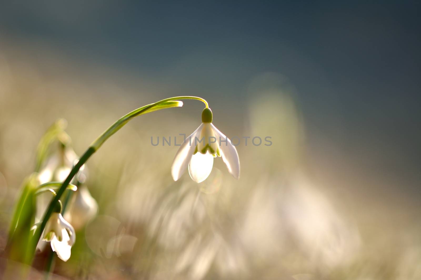 snowdrops by comet