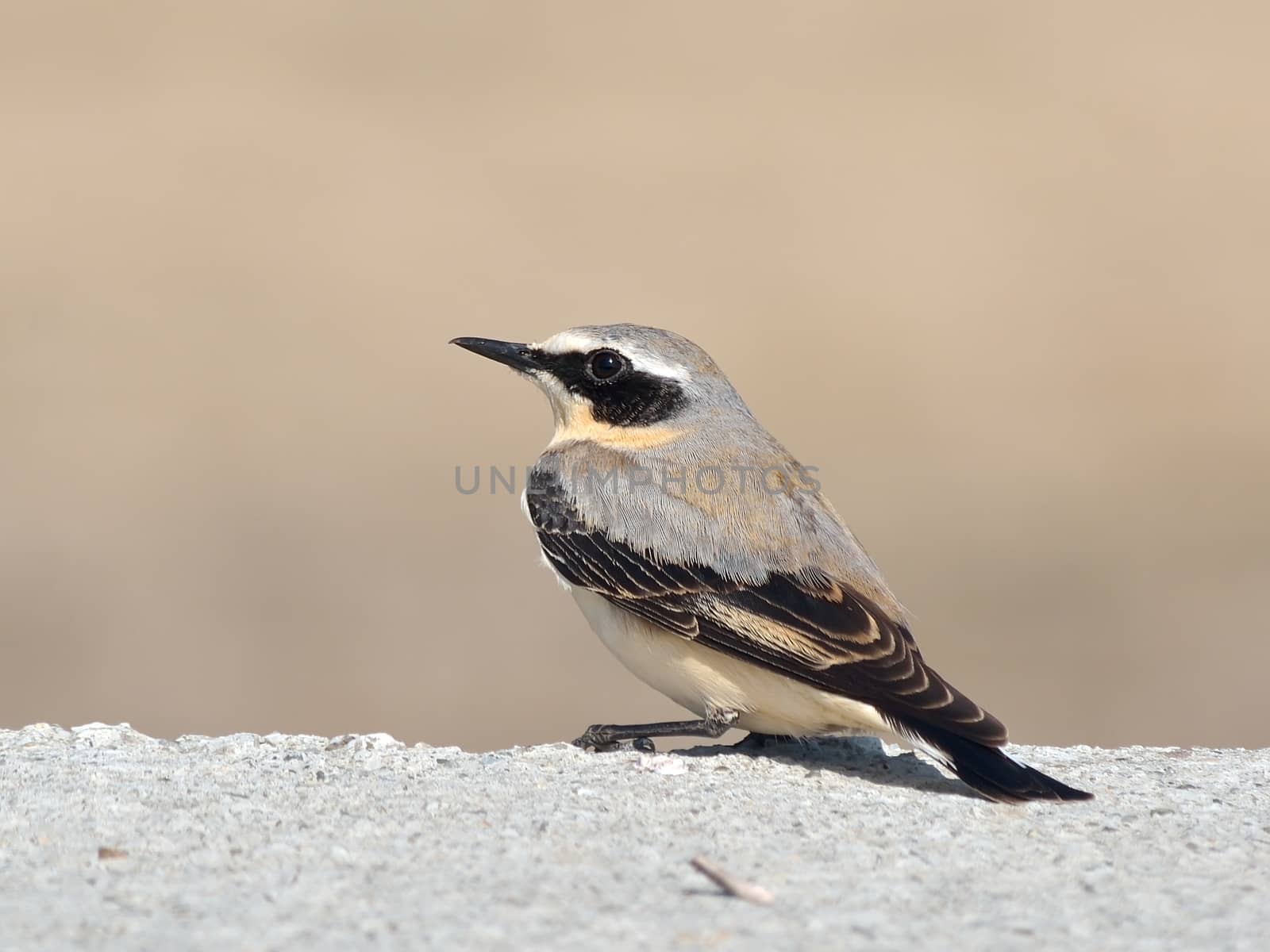 Wheatear (Oenanthe oenanthe). Rare bird