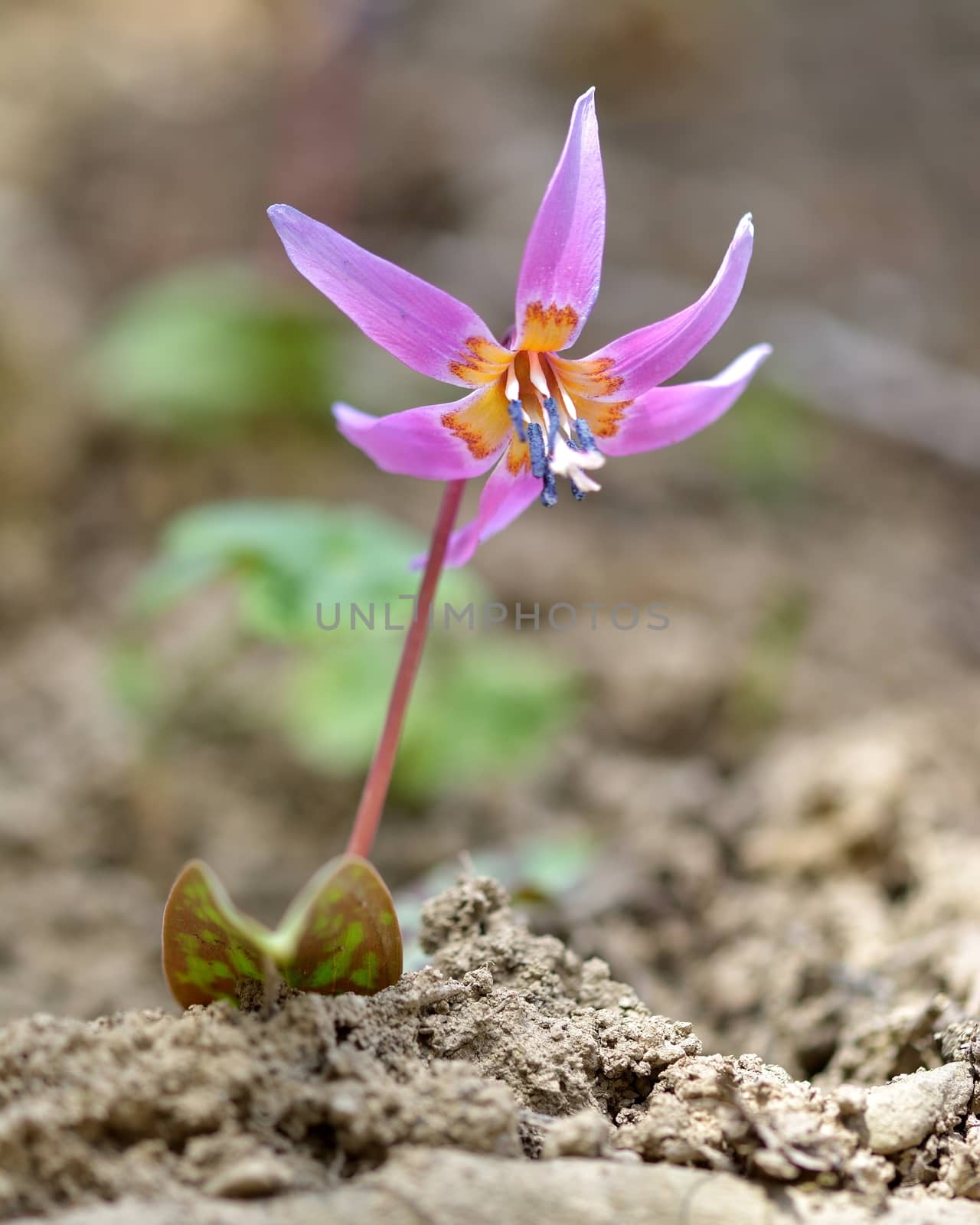 Dog-tooth Violet by comet