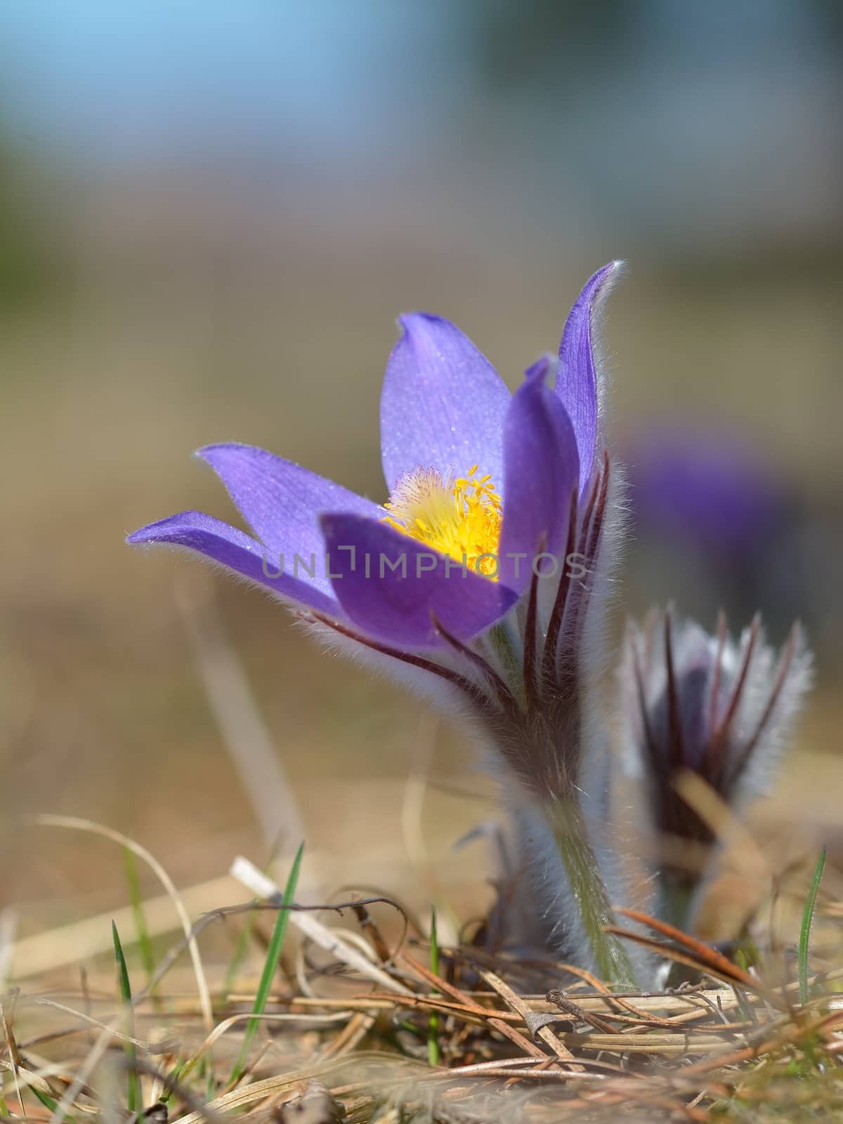 Spring flower Pasqueflower- Pulsatilla grandis